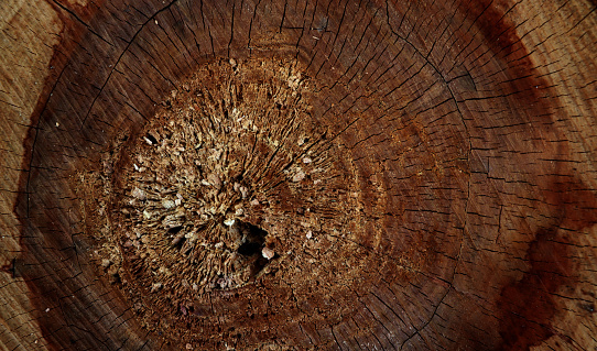 Brown old cracked wooden texture. Brown stump background