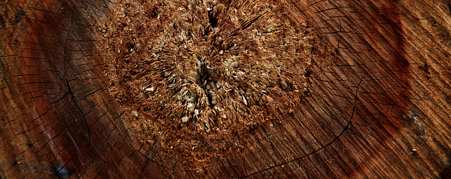 Beautiful dark old stump texture for banner concept. Brown wooden background