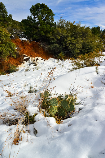 Cacti Opuntia sp. in the snow, cold winter in nature, desert plants survive frost in the snow, Arizona