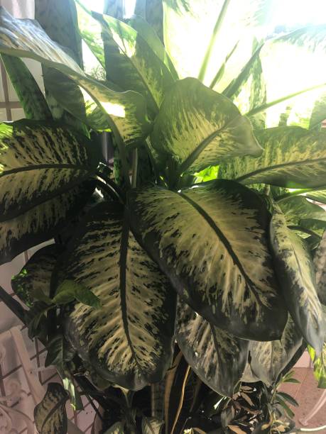 istock Brazilian Plant 1920050316
