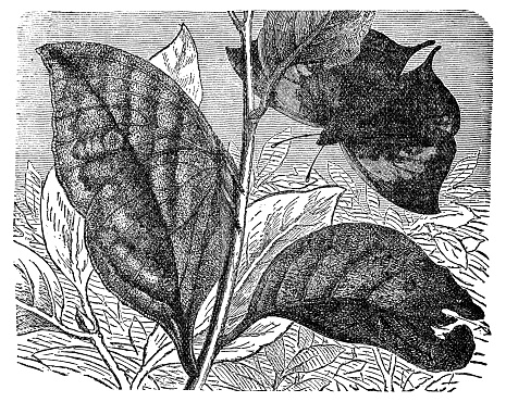 An Indian Leafwing Butterfly insect (kallima paralekta). Vintage etching circa 19th century.