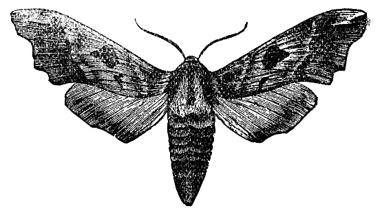 A Lime Hawk-moth insect (mimas tiliae). Vintage etching circa 19th century.