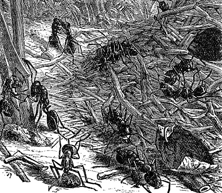 Two rival ant colonies attacking each other. Vintage etching circa 19th century.