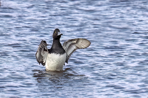 The greater scaup (Aythya marila) diving duck, migrating bird on Lake Michigan in winter