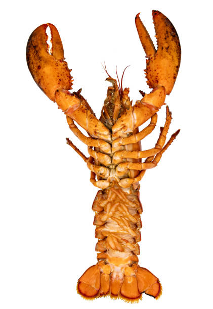 istock Boiled lobster isolated on white background 1920066639