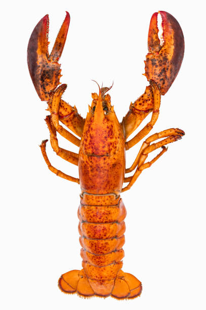istock Boiled lobster isolated on white background 1920067165