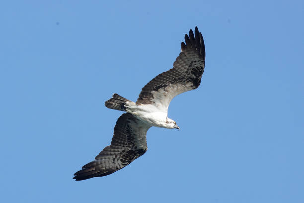 istock Osprey at Sebastian Inlet, Florida 1920076781
