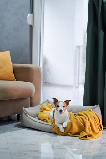 A Jack Russell Terrier cozies up in a bed, indoors, with a soft yellow blanket and a rain-splattered window behind