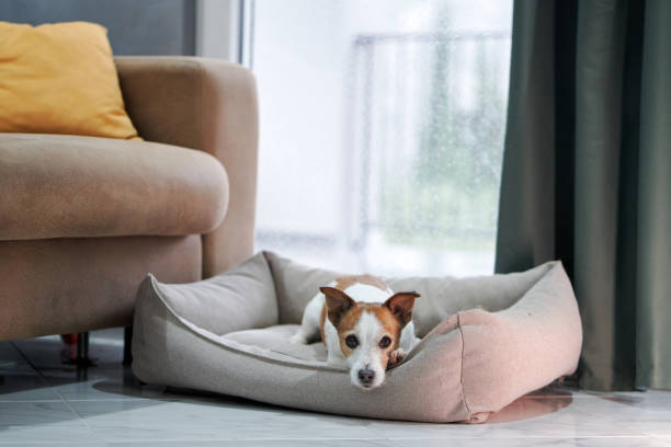 istock A vigilant Jack Russell Terrier on a cushioned dog bed 1920085287