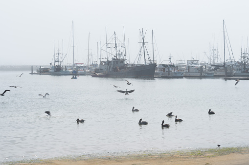 Half Moon Bay, California, USA- August 13, 2023: Sailboats and pelicans in a calm and cloudy afternoon in Half Moon Bay, California