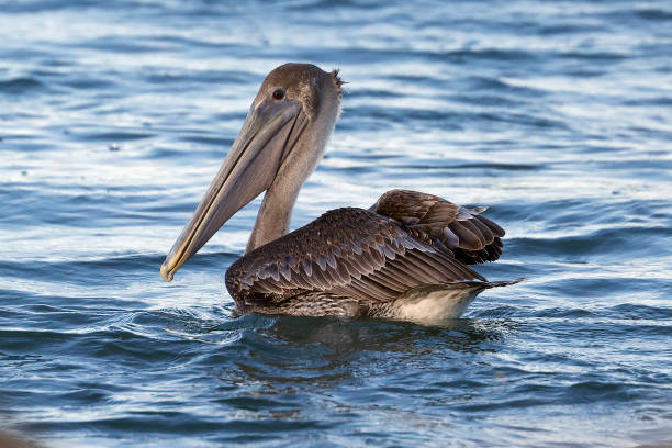 istock Brown Pelican at Sebastian Inlet, Florida 1920108043
