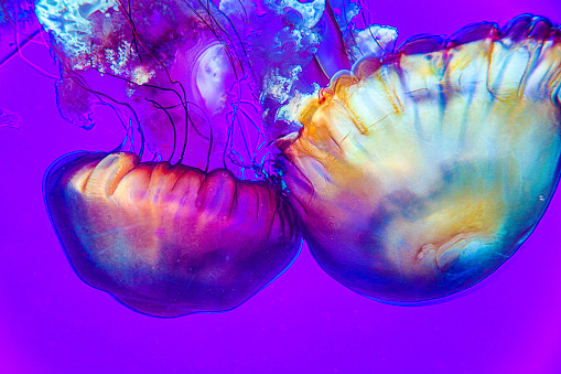 Jellyfish floating in water, vibrant orange, pink and blue colors.