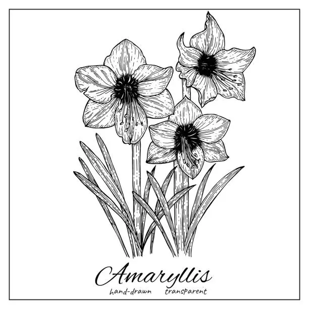 Vector illustration of Amaryllis flower blossom