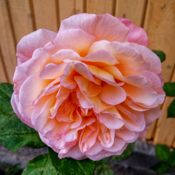 In the city, on the flowerbed, a rose bloomed beautifully in autumn