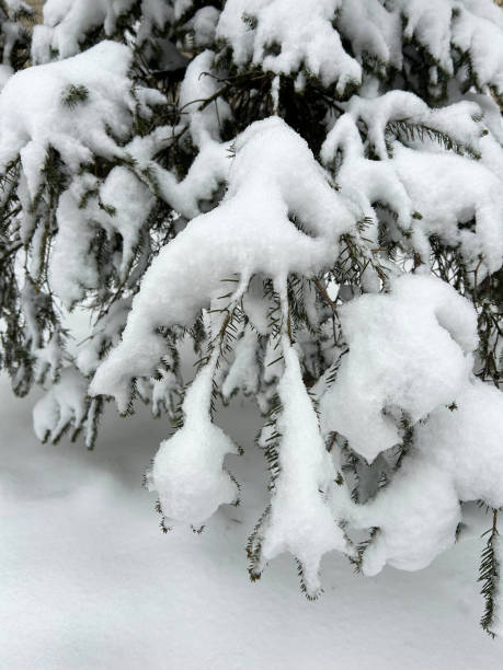 istock Snow covered spruce. Winter background. Close-up. Location vertical. 1920127779