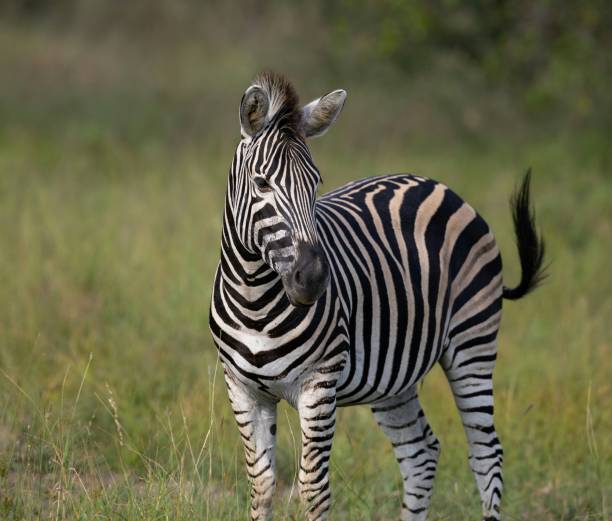 istock Black and white zebra stands in a grassy field. 1920130396