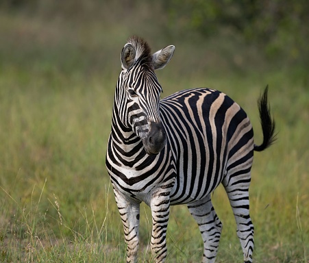 A black and white zebra stands in a grassy field.