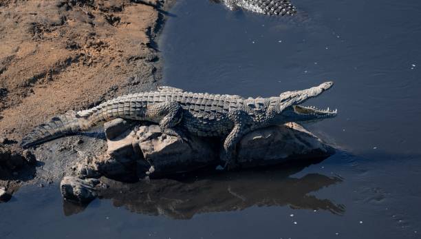 istock Large Nile crocodile basks on a rock on the aptly named Crocodile River. 1920130831