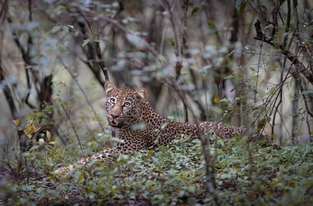 istock Solitary leopard lies in a dense forest. 1920130924