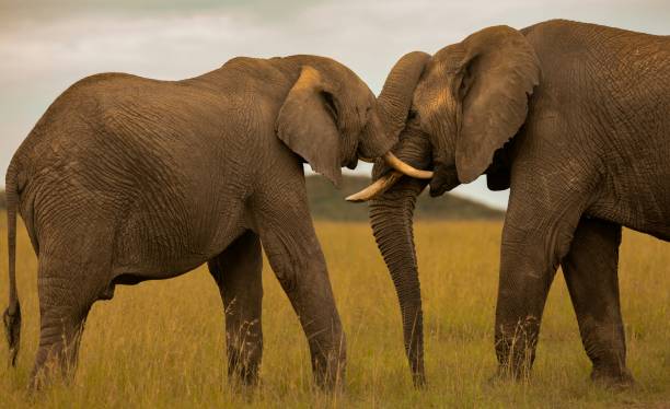 istock Two African elephants engaging in a tussle while standing in tall grasses. 1920131453