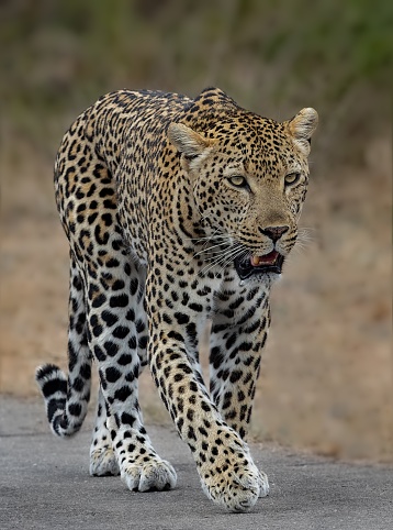 A leopard walking on a grassy surface with its mouth open in a vocalization expression.