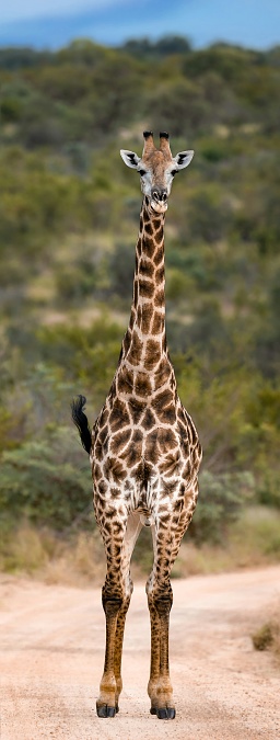 A giraffe standing in the middle of a dirt road.