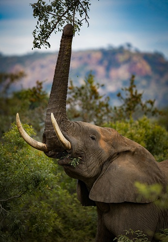 An African elephant reaching up to pluck foliage from the overhanging branches of a tree.
