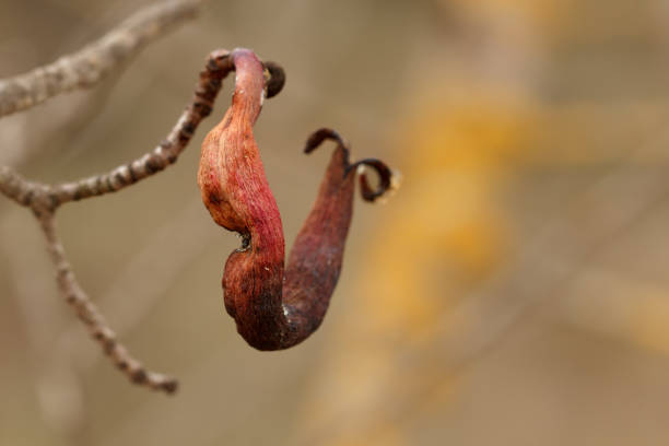 Cornicabra gall in winter, Pistacia terebinthus, produced by the aphid Baizonga pistaciae, Alcoi, Spain