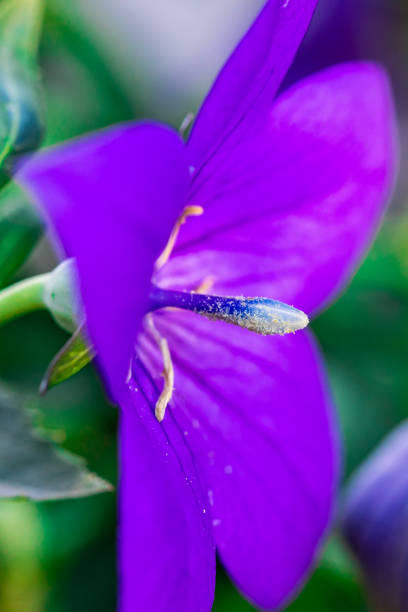 Pollen on Pistil of Violet Flower