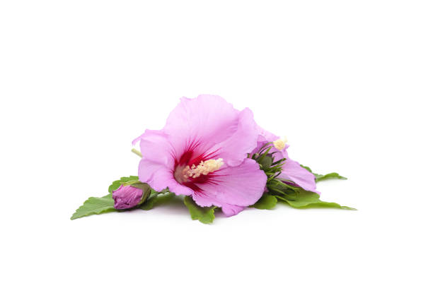 istock One purple hibiscus flower. 1920149148