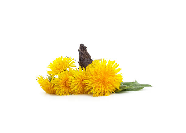 Bouquet of dandelion with a butterfly isolated on a white background.