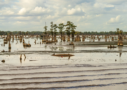 Stumps from felling of bald cypress trees in the past seen in calm waters of the bayou of Atchafalaya Basin near Baton Rouge Louisiana