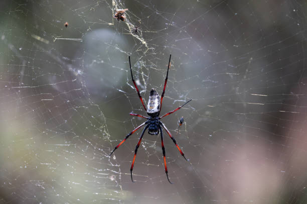 istock Golden Silk Orb-Weaver Trichonephila Nephila inaurata 1920168573