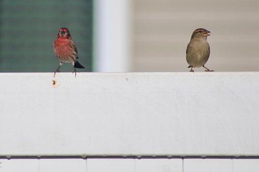 A male and female house finch that are perched on a white PVC fence.