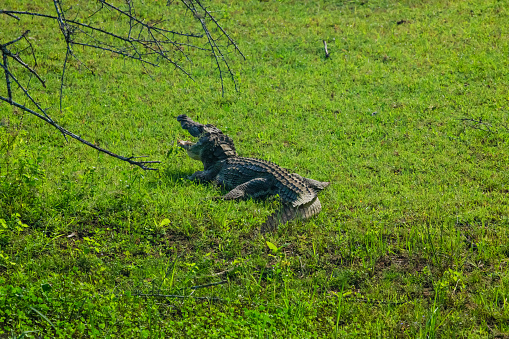 Mouth opened crocodile in Yala park, Sri Lanka. a large crocodile lies on the green grass
