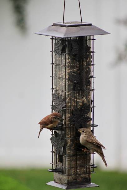 carolina wren - sunflower seed bird seed dried food healthy eating fotografías e imágenes de stock