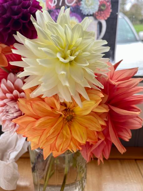 istock Bouquet of Dahlias 1920178560