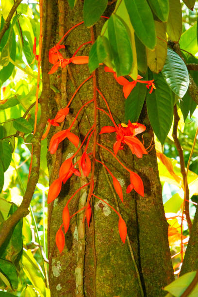 istock vibrant Amherstia nobilis (Noble Amherstia) flower 1920179089