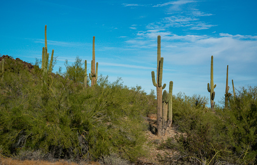 Landscape with mountains involving Saguaro cactus, prickly pear and other native cactus in morning looking eastward