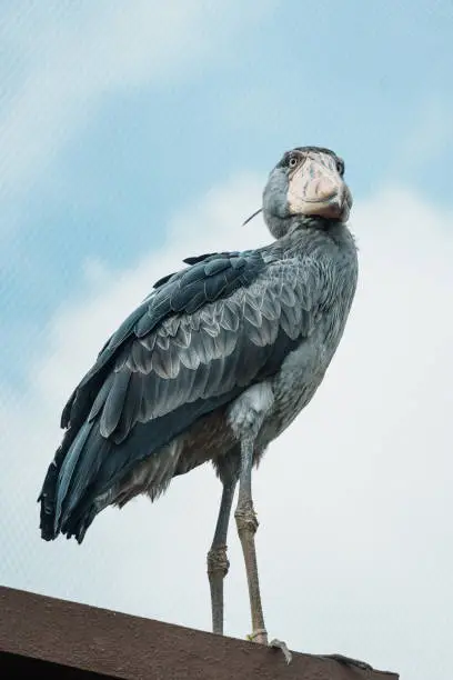 A close-up of a shoebill (Balaeniceps rex), also known as the whale-headed stork, and shoe-billed stork which is a large long-legged wading bird