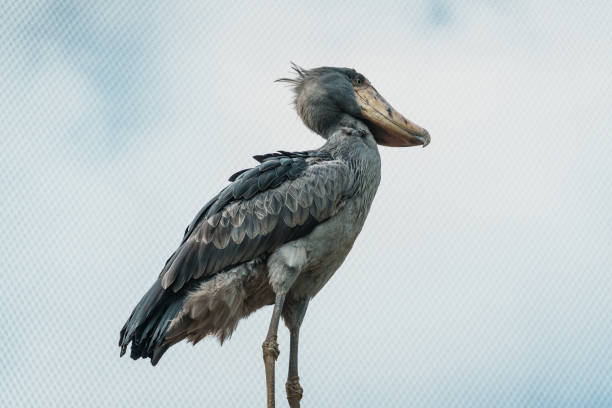 istock Close-up of a shoebill (Balaeniceps rex) which is a large long-legged wading bird 1920189069