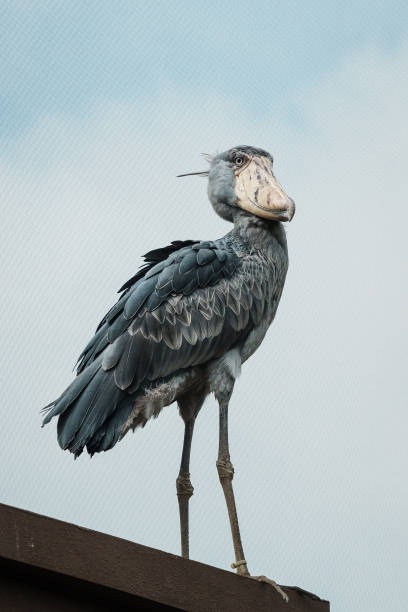 A close-up of a shoebill (Balaeniceps rex), also known as the whale-headed stork, and shoe-billed stork which is a large long-legged wading bird