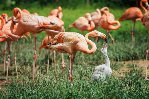 A Close-up of flamingos in Singapore bird paradise