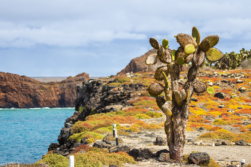 Galapagos Carpet Weed (Sesuvium edmonstonei) and Galápagos prickly pear (Opuntia echios) add colour to the shoreline of South Plaza Island.