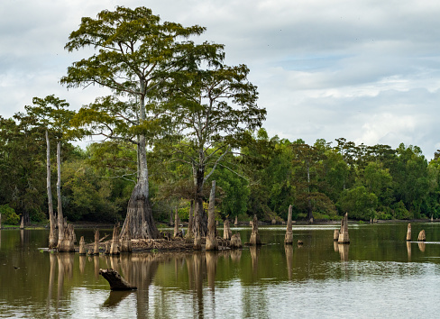 Large bald cypress trees in submerged land seen in calm waters of the bayou of Atchafalaya Basin near Baton Rouge Louisiana