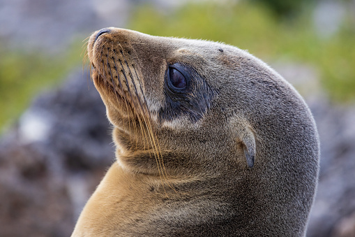 close-up of baby Galapagos sea lion, on South Plaza Island, Galapagos, Ecuador