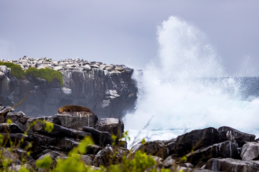 seal on the coast of galapagos islands, ecuador