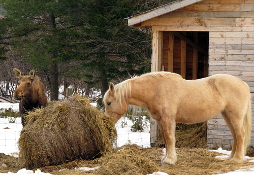 An illustration of a brown horse standing in front of a white bear and a hay bail