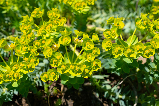 Yellow-green flowers of ornamental garden Euphorbia