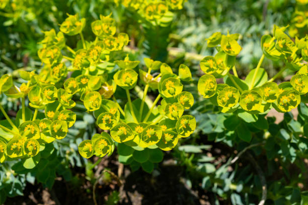 Yellow-green flowers of ornamental garden Euphorbia Yellow-green flowers of ornamental garden Euphorbia euphorbia characias stock pictures, royalty-free photos & images
